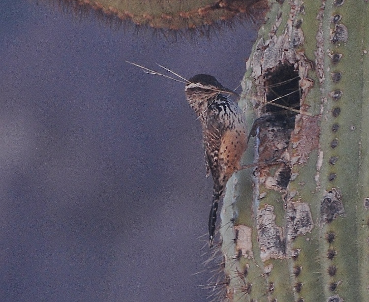 cactus wren building nest